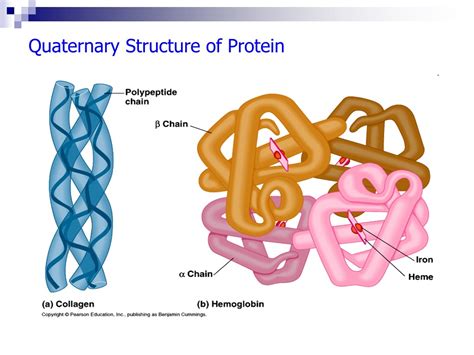Quaternary Structure Of Protein