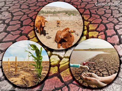 Que Afectacion Causa La Sequia En Un Ecosistema