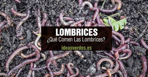Que Comen Las Lombrises