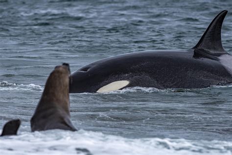 Que Comen Las Orcas
