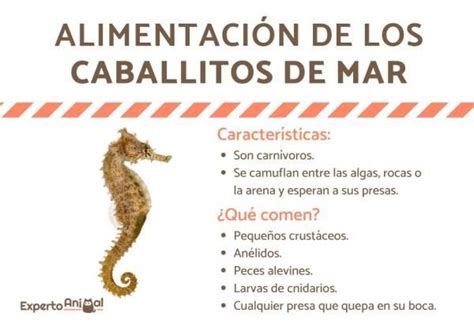 Que Comen Los Caballitos De Mar