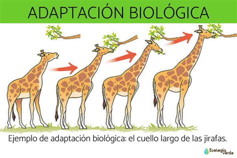 Que Es Adaptacion