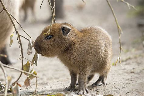 Que Es Capibara