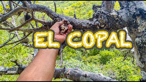 Que Es Copal