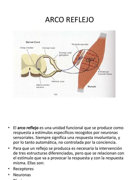Que Es El Arco Reflejo