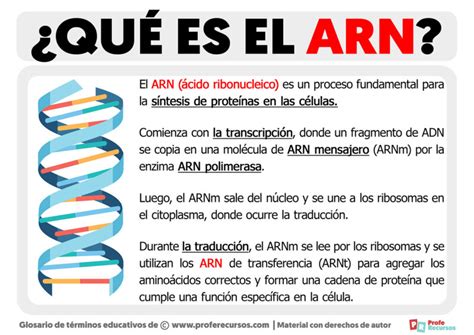 Que Es El Arn