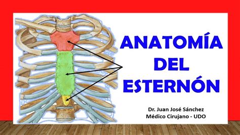 Que Es El Esternon