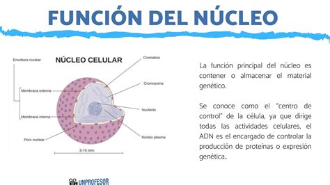 Que Es El Nucleo