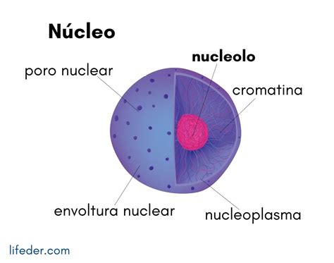 Que Es El Nucleolo