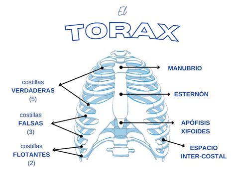 Que Es El Torax