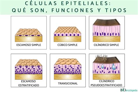 Que Es Epitelio
