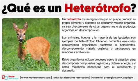 Que Es Heterotrofo