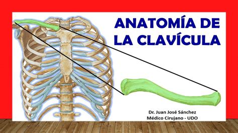 Que Es La Clavicula