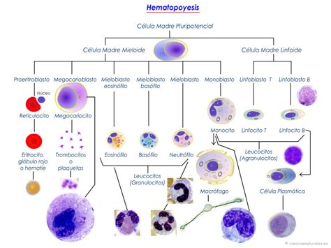 Que Es La Hematopoyesis