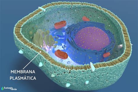 Que Es La Membrana Plasmatica