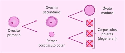 Que Es La Ovogenesis