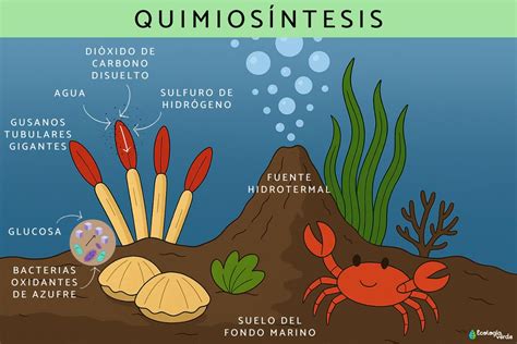 Que Es La Quimiosintesis
