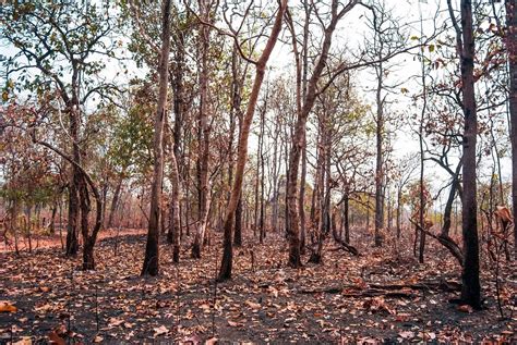 Que Es La Selva Seca