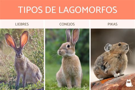 Que Es Lagomorfo