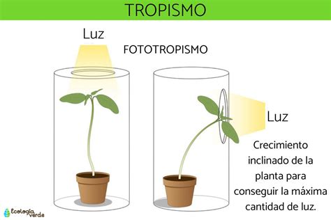 Que Es Tropismo