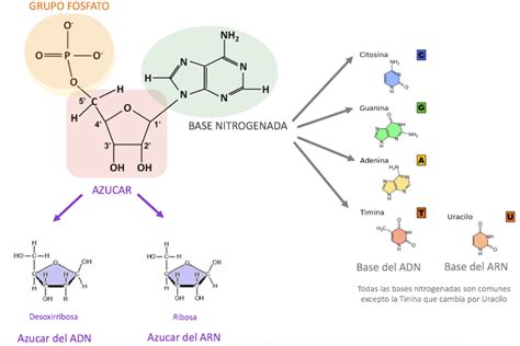 Que Es Un Nucleotido