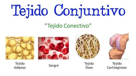 Que Es Un Tejido