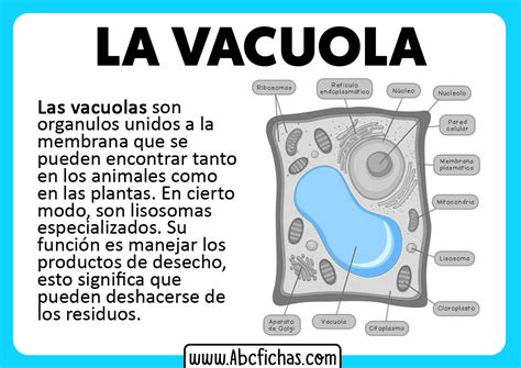 Que Es Vacuola