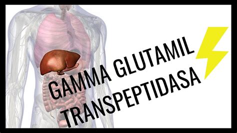 que significa gamma glutamil transferasa elevada