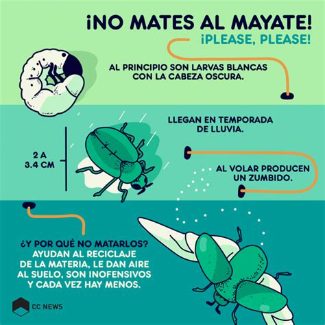 Que Significa Mayate