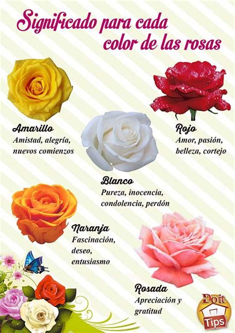 Que Significa Rosa De Los Vientos