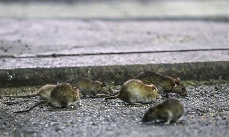 Que Significa Soñar Con Ratas
