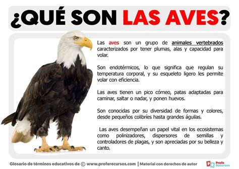 Que Son Las Aves