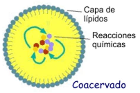 Que Son Los Coacervados