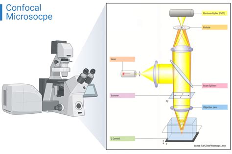Los 8 Mejores Confocal microscopios (Octubre 2020) Análisis