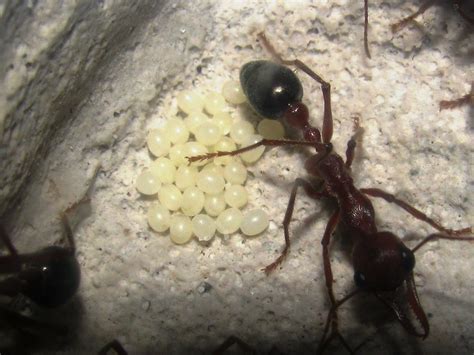 Queen Ant Laying Eggs