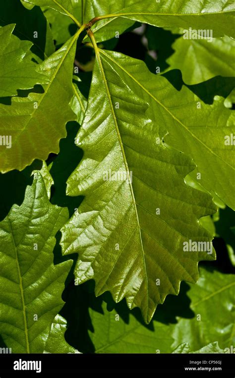 Quercus Prinus Leaf
