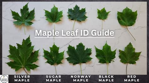 Download Quick Start Guide Maple 13 
