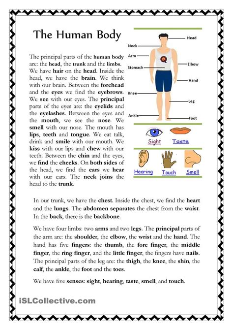 Quiz Amp Worksheet The Human Body X27 S Body Defenses Worksheet - Body Defenses Worksheet