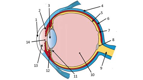 Quiz The Biology Corner Structure Of The Eye Worksheet - Structure Of The Eye Worksheet