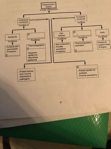 Read Quizlet Anatomy And Physiology Chapter 5 File Type Pdf 