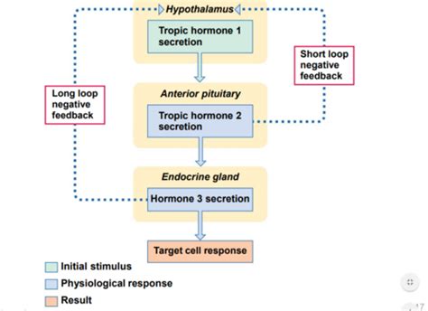 Read Quizlet Chapter 16 Endocrine System File Type Pdf 