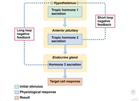 Full Download Quizlet Chapter 16 Endocrine System File Type Pdf 