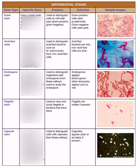 Full Download Quizlet Chapter 2 Microbiology 