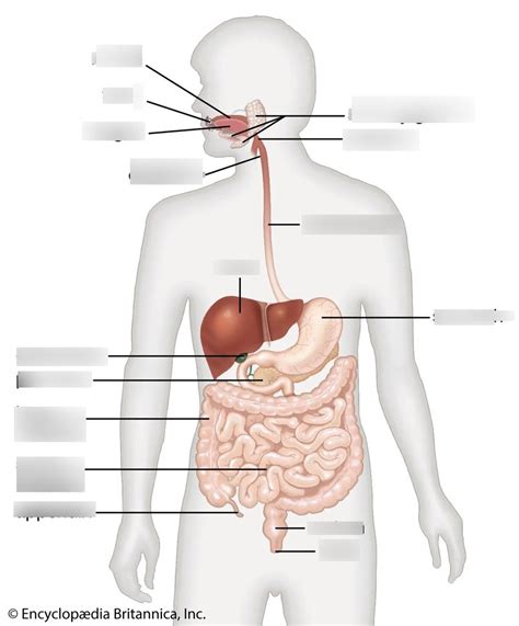 Download Quizlet Chapter 23 Digestive System 