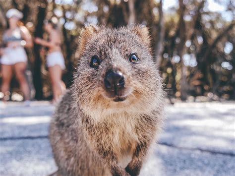 quokka animal biography