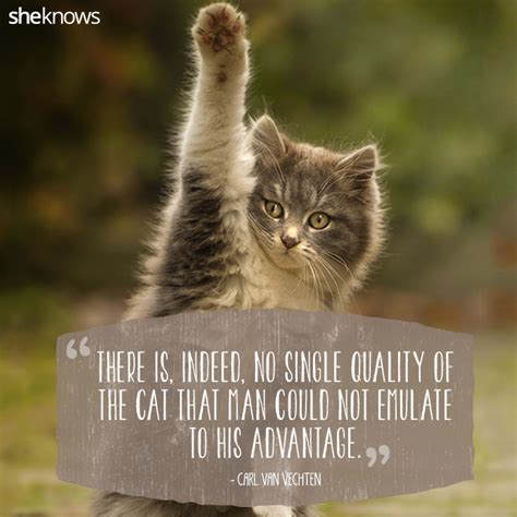Quotes About Cats