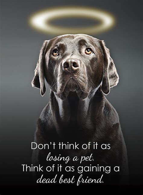 Quotes For Dog Death