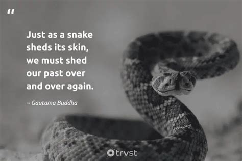 Quotes For Snakes