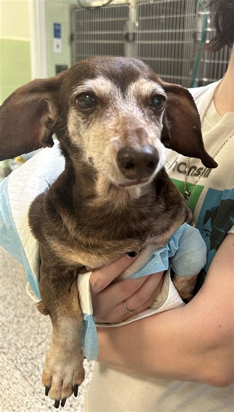 r/Dachshund on Reddit: My poor guy (13) had 17 teeth pulled …