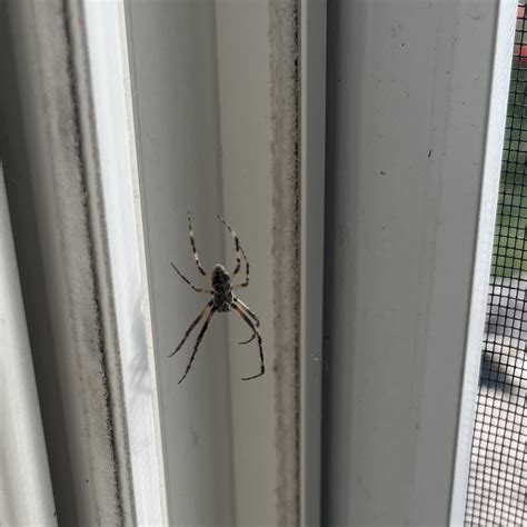 r/whatsthisbug on Reddit: Found this big guy chilling before a …